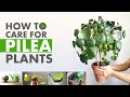 How To Care For Pilea Plant Pilea Plant Care Pilea Peperomioides Problems