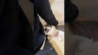 色々考えたフリをしてパパに甘えてくるフレブル