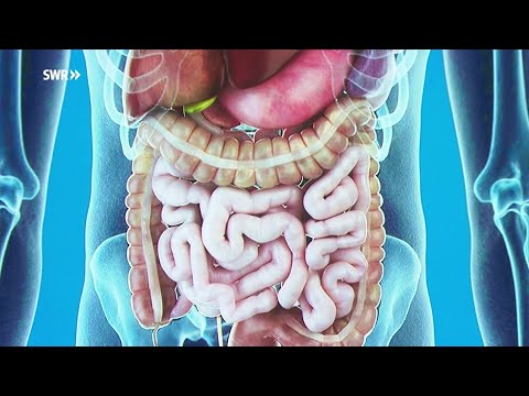 Wie der Darm unsere Gesundheit beeinflusst - SWR - Planet Wissen