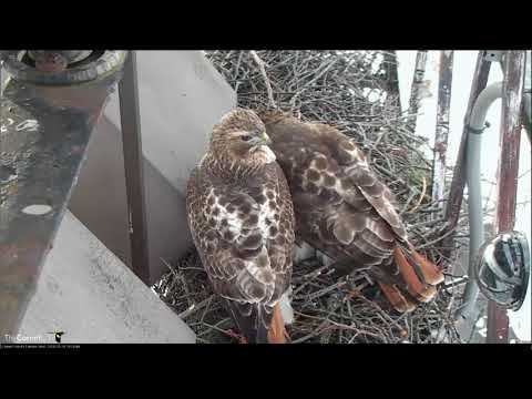 03 16 2018  Red tailed Hawk - Arthur kommt vorbei