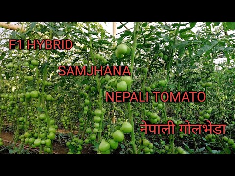, title : 'F1 Hybrid Samjhana Nepali Tomato'