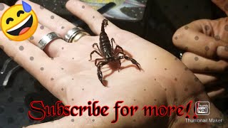 Download lagu Holding My  Adolescent Malaysian Forest Scorpion!!! 1st Time Holding! (A Few Facts Too) mp3