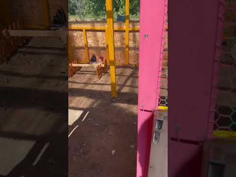 幸せな羽の生えた鳥を育てるために、鶏小屋に泥が入らないようにするにはどうすればよいでしょうか?試してみたい6つの素晴らしいアイデア  庭園