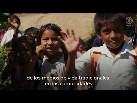 Proteger la seguridad alimentaria y los medios de vida agrícolas en la Guajira venezolana