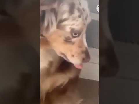 dog laughing videos part.07 so cute 😀😀🐕