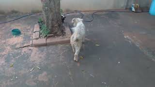 LUPP O NOVO AMIGO DOS GATOS