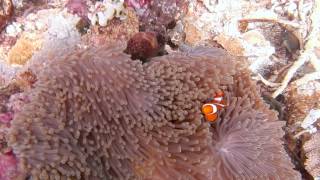 preview picture of video 'Scuba diving in Tomia, Wakatobi Indonesia'