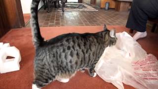 Precious maybe eats something she shouldn't