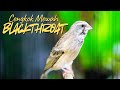 MASTERAN BLACKTHROAT GACOR Efectif BUAT Kenari PAUD BELAJAR BUNYI Cengkok Mewah Agar CEPET GACOR