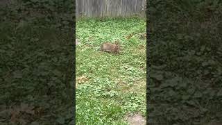 Making Friends with Wild Bunny Rabbit hanging out in my backyard garden!  #short #shorts