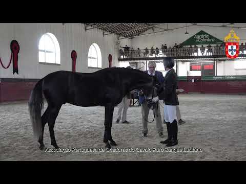 211023 17 Mosquito - Aprovação de Garanhões