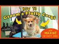 How To Groom The FLUFFIEST CORGI On Instagram