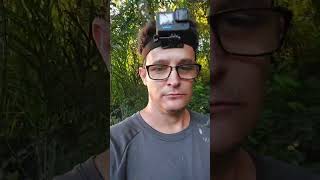 O som dos passaros é a orquestra da mata #shorts