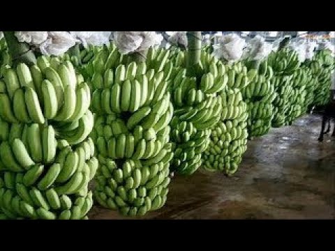 WOW! Amazing Agriculture Technology Banana -2017