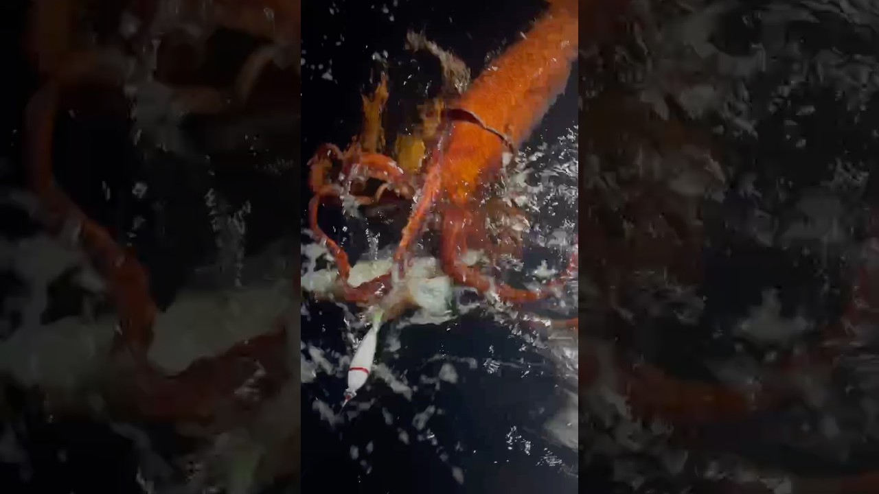 ダイオウイカ降臨　ソデイカを食べるダイオウイカ