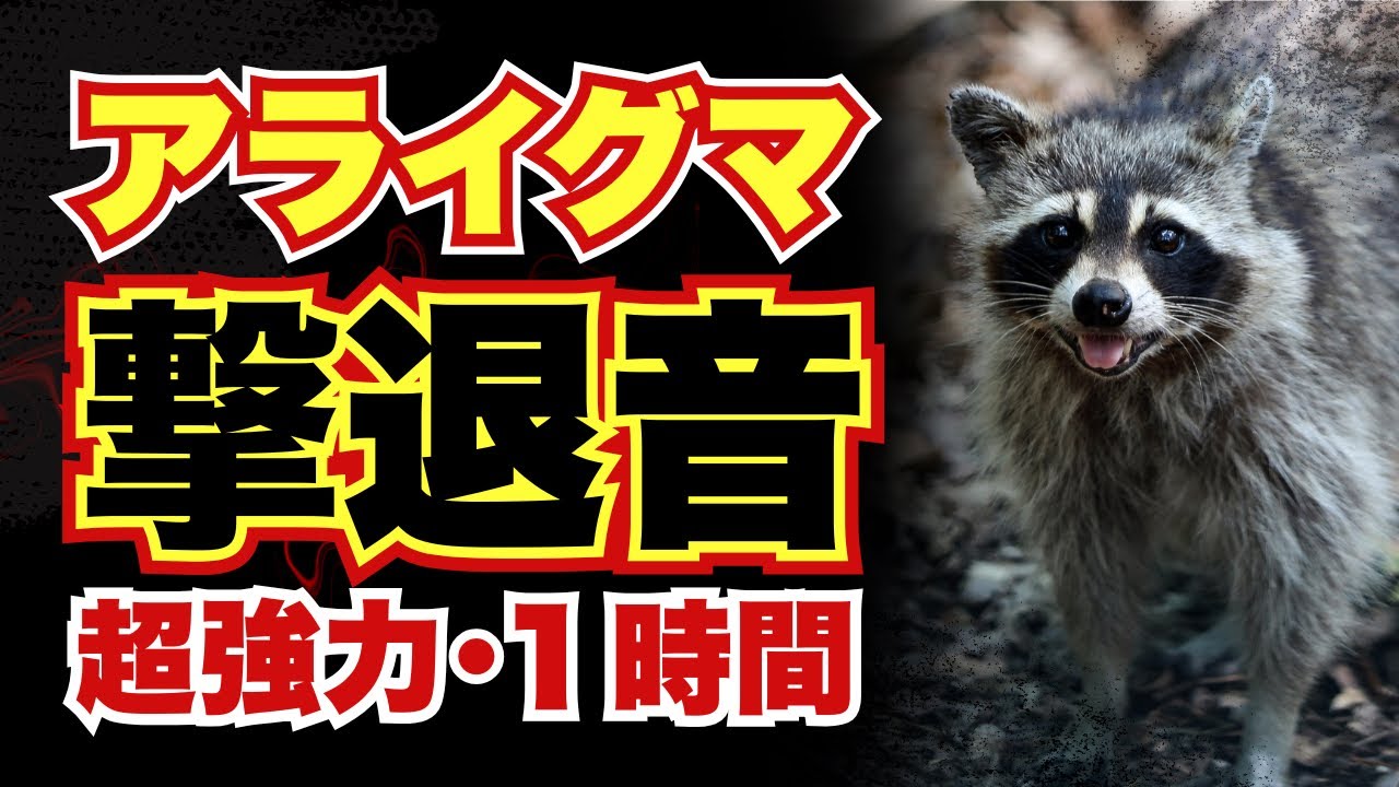 【撃退音】アライグマが嫌がる音！モスキート音で追い払う！【超強力】