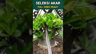 Download lagu Banyak tutorial di channel ini, pastikan sukreb ya gais 😊🤗 #adenium #succulentaddict mp3 Download lagu Banyak tutorial di channel ini, pastikan sukreb ya gais 😊🤗 #adenium #succulentaddict mp3