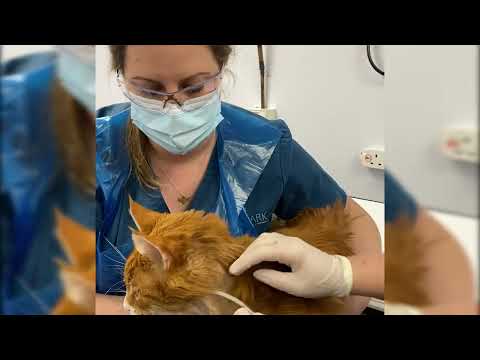 A guide to caring for a cat with an oesophagostomy tube - subtitles