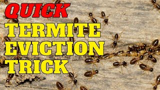Termites Hate Vinegar & Lemon!