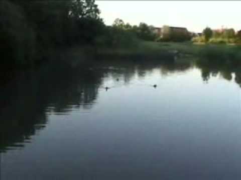 Naturpatruljen by Dennis Pedersen and Janus Tougaard