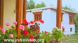 Snow Leopard: The homestay in Hundar Village