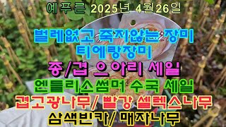 25년4.26) 으아리세일/벌레없는장미/엔들리스썸머수국 세일/ 겹고광아나무