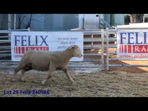 Lot 29 Felix 240966