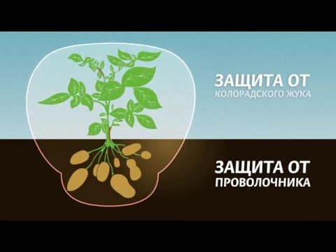 Табу - протравитель клубней картофеля от колорадского жука и проволочника.