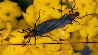 Here&#39;s why you didn&#39;t see many lovebugs this year