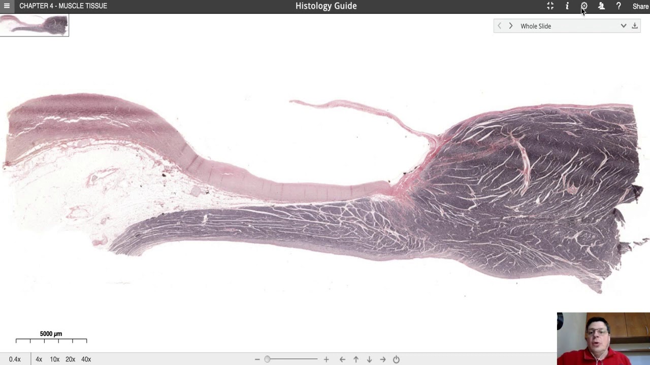 Histologia do Coração