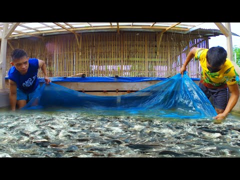 Amazing African Catfish Farming -Everything you need to know about Catfish Raising!