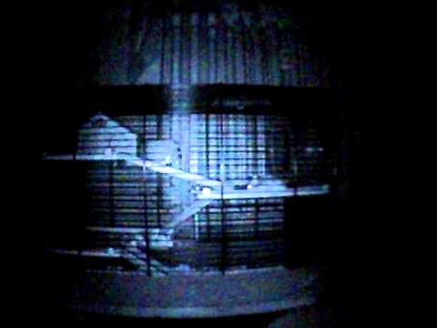 Hamster pitic alearga toata noaptea- filmare camera cu infrarosu