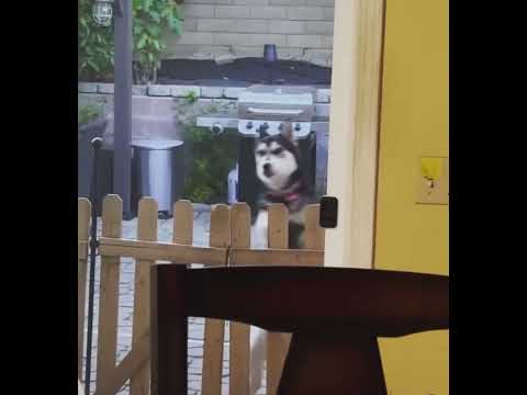 This doggo huskylife: #dog #dogs #puppy #doglover #dogshort #dogfunny@agonzo1988