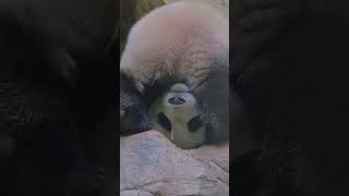 Download lagu Cute Panda🐼 http://xhslink.com/m/9ZEulSiU4ha 复制本条信息,打开【小红书】App查看精彩内容! mp3 Download lagu Cute Panda🐼 http://xhslink.com/m/9ZEulSiU4ha 复制本条信息,打开【小红书】App查看精彩内容! mp3