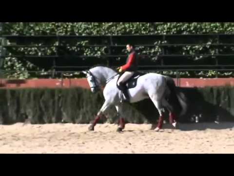 JAZMIN - FEI Andalusian 17.2H Dressage Stallion in Spain SOLD