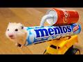 Funny Hamsters Videos Funny And Cute Moment Of The Animals 4
