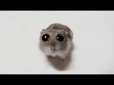 Vidéos drôles de hamsters | moments drôles et mignons des animaux