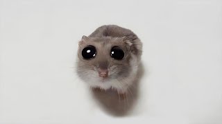 Vidéos drôles de hamsters | moments drôles et mignons des animaux
