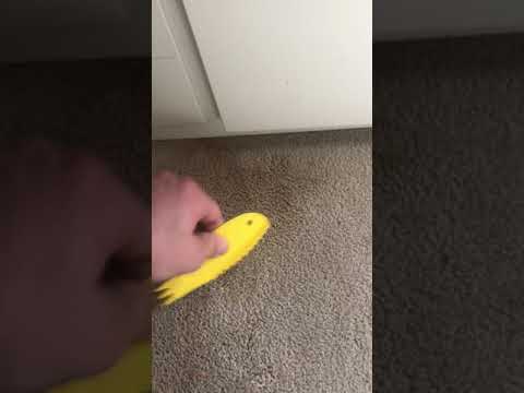 How to clean vomit off of carpet