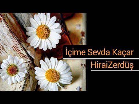 İçime sevda kaçar - HiraiZerdüş