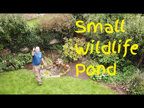 Building a Wildlife Pond: Creating a Thriving Habitat in the UK