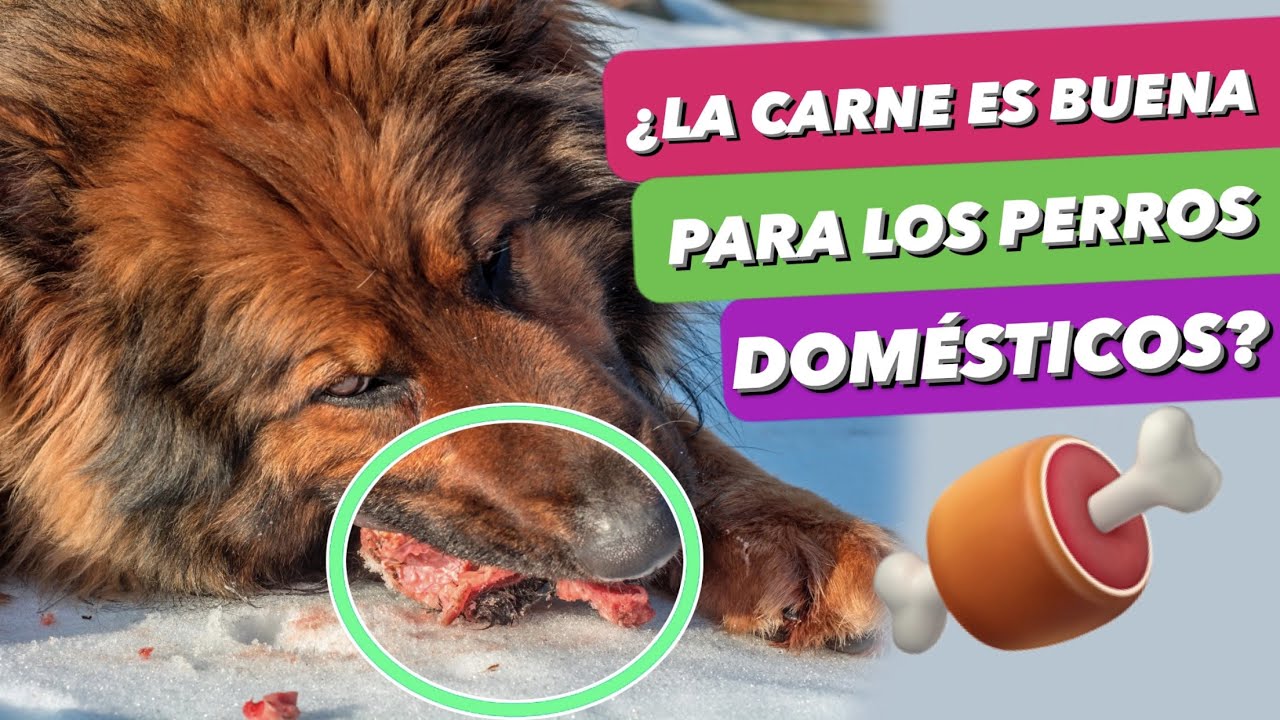 ¿ES CIERTO que los PERROS DOMÉSTICOS YA NO 🚫 DEBEN COMER CARNE ➡️ ¿HAN EVOLUCIONADO 😱