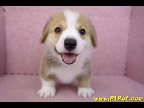 08/29雙色柯基犬公幼犬