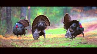 "HAVING IT ALL IN CLARENDON COUNTY"   PROVIDED BY PROTHRO CHEVROLET