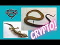 HRP 60 Cryptosporidium Deep Dive Ballpythons Cornsnakes Geckos
