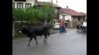 preview picture of video 'Pasada de vacas tudancas en las fiestas del Pilar'