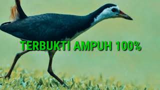 Download lagu DIJAMIN! SUARA RUAK-RUAK PEMIKAT! AUTO DAPAT BANYAK!!! mp3