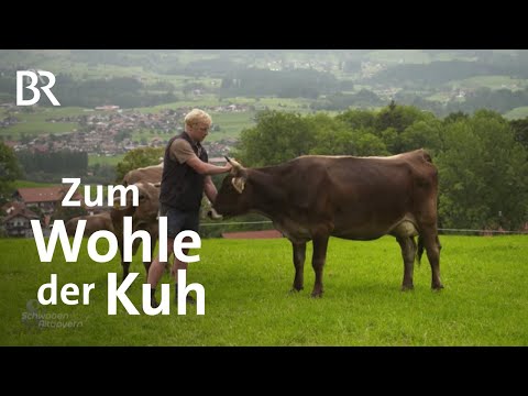Anbindehaltung von Kühen vor dem Aus? | Schwaben & Altbayern | Artgerechte Tierhaltung | BR