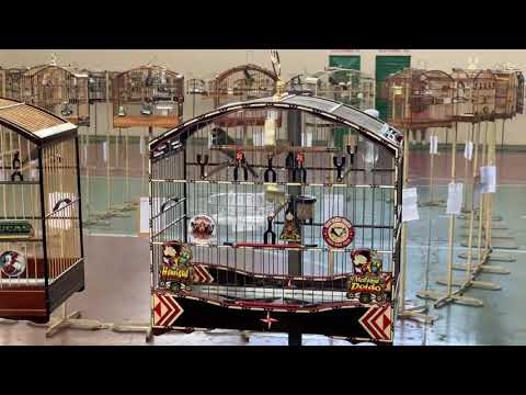 TAPIR TOURNAMENT: 12/01/2019 | Coleiro MD | COLEIROS WIZARD