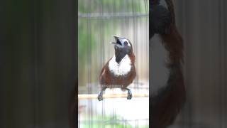 Download lagu Tepus leher gacor pakan voer gacormaxx kasar mp3